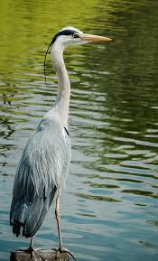 Big Birdy Great Blue Heron Heron Art Wild Birds Photography Heron Photography