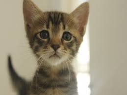Kedi Yavrusu Kedi Ansiklopedisi