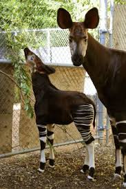 This zoo had a very detailed amphibian / reptile exhibit. 10 Best Dallas Zoo Ideas Dallas Zoo Zoo Dallas