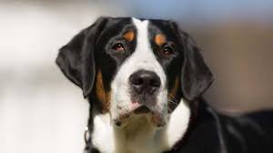 Greater swiss mountain dog puppies california. Greater Swiss Mountain Dog Price Temperament Life Span