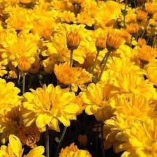 Chrysanthemum Seeds Garland Chrysanthemum Seeds Chrysanthemum Growing Organic Gardening Pest Control