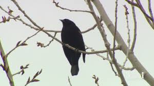 That is a tried and true method in the american southeast. Turning Off Your Porch Light Can Help Birds Migrating Through Colorado 9news Com