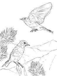 Mountain Bluebird Coloring Page Supercoloring Com Coloring Pages Blue Bird Free Printable Coloring Pages