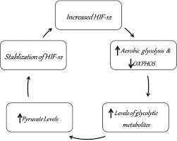 Flow Chart Depicting How Aerobic Glycolysis Stimulated By