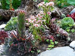 Hauswurzbluten A Photo On Flickriver Garden Decor Sempervivum Garden Succulents Garden