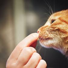 Inappetence seems to occur more commonly in cats that have. Metronidazole For Dogs Dosage Side Effects And More Certapet