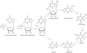 Zusammensetzung theophyllin (104 mg pro 1 ml tropfen = 24 tropfen) sonstige bestandteile. Theophyllin Wikipedia