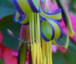There are 45 queen tears plant for sale on etsy, and they cost $215.04 on average. Growing Queens Tears How To Care For Billbergia Nutans Plant