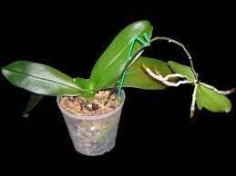Keiki On A Phalaenopsis Tips On How To Care For A Baby Orchid Forming On The Old Flower Shoot Of The Mother Plant Plants Growing Orchids Orchid Plants