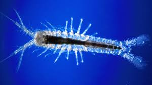 Image result for Micractis