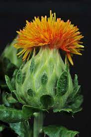 Safflower Flowers Photography Flowers Amazing Flowers