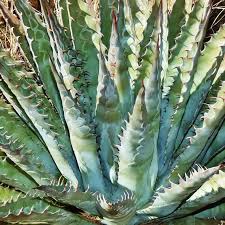 Image result for Agavaceae