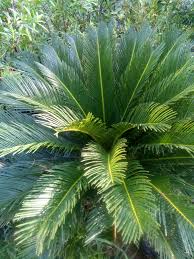 Tanaman gantung yang tahan panas. Tanaman Zikas Revoluta Atau Pakis Haji Atau Mawar Jambe Atau Cycas Sinox Nursery