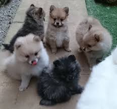 Black And Brown Pomeranian For Sale Rare Pomeranian Colors Pomeranian Puppies 1 Cream Rare Color 1 Orange Sable For Sale Adoption Pomeranian Breed Pomeranian Puppy Pomeranian Colors