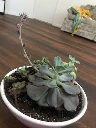 Echeveria are popular low growing ornamental garden plants. Echeveria Dusty Rose Is It Etiolating Succulents