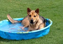 The pet stop near me. 6 Reasons Your Dog Digs In Her Water Bowl And How To Make Her Stop