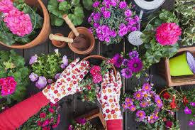 Check spelling or type a new query. Gardening Different Spring And Summer Flowers Flower Box And Gardening Tools Potting Gloves Flower Soil Stock Photo 181904846