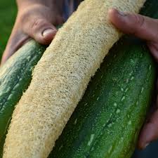 Image result for Luffa