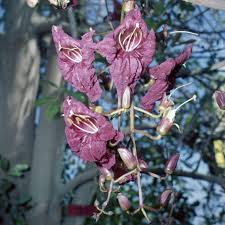 Image result for Kigelia