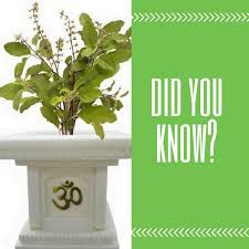 Tulsi Plant In Our House Or Balcony Of Our Flat Is Very Good As Per Vastu Shastra Tulsi Is Considered Auspicious And Will Bring Peace Tulsi Plant Tulsi Plants