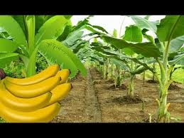 Pisang bisa tumbuh dengan baik di daerah beriklim tropis dengan sinar matahari berlimpah dan curah hujan. 6 Cara Praktis Menanam Pisang Tips Sukses Berkebun Pisang Youtube Menanam Berkebun Hidroponik Kebun