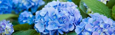 Navy blue is quite the versatile color, pairing wonderfully with different shades and tints of greens, oranges. Hydrangeas Mahoney S Garden Center