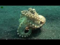 Ahtapotlarin Yasami Ve Bilinmeyen Ozellikleri Youtube