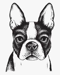 Posted in animals, art, cards, french bulldogs, tagged french bulldog art, french bulldog cards, french bulldog christmas card, french bulldog drawing, french bulldog holiday card, french bulldog illustration, frenchies on october 3, 2011| leave a comment » Dog Mammal Boston Group French Bulldog Companion Dog Whiskers Ancient Boston Terrier Drawing Face Hd Png Download Transparent Png Image Pngitem
