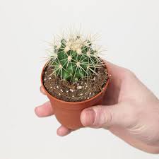 Image result for Monadenium hirsutum