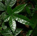 Image result for Ritchiea