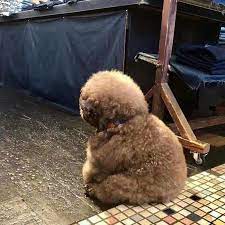 They want robots and computers. Fluffy Poodle Is Going Viral For Its Human Like Expressions Bored Panda