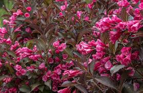 Check spelling or type a new query. 10 Perfect Dwarf Shrubs For Nj Gardens Farmside Landscape Design