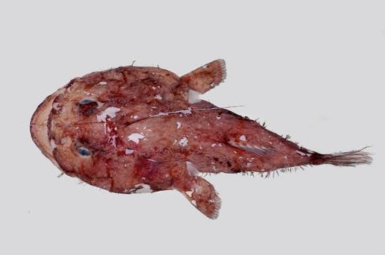 Lophiodes mutilus