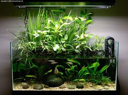 Aquascape Riparium Style 1 Planted Aquarium Aquascape Aquarium Fish Tank