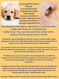 The 25 Best Flea Repellant Ideas On Pinterest Natural Flea Remedies Dog Flea Remedies And Essential Oils Dogs Dog Flea Remedies Flea Repellent