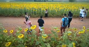 Plantação de girassol encanta moradores e se transforma em ponto turístico  de Sumaré; fotos | Campinas e Região | G1