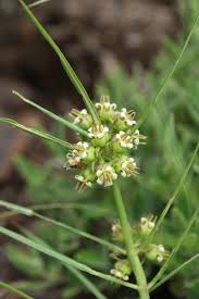 Image result for Stenostelma capense