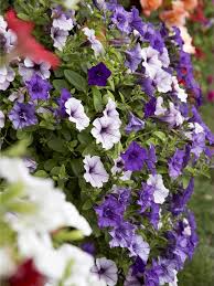 Image result for foto surfínie