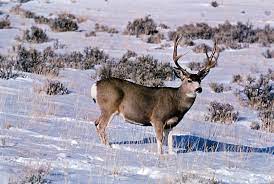Find wild animals, such as elephants, lions, bears. Buck Zoology Britannica