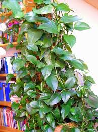 Schone Pflanzen Mit Kaffeesatz Mineralwasser Kaffeesatz Pflanzen Gemahlener Kaffee