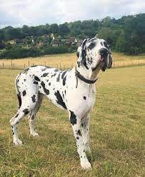 These sweet, noble, working dogs are a delight to live with, easy to housebreak, and train. American Vs European Great Dane A Comparative Analysis