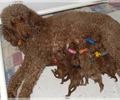 The cheapest offer starts at £1,750. View Ad Poodle Standard Litter Of Puppies For Sale Near Connecticut Windsor Usa Adn 130105