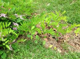 Image result for Indigofera kirkii
