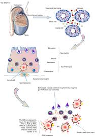 The connective tissue contains fibroblasts and myoid cells. Characterization Of Cholesterol Metabolism In Sertoli Cells And Spermatogenesis Review