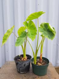 Colocasia esculenta is a tropical plant grown primarily for its edible corms, a root vegetable most commonly known as taro (/ˈtɑːroʊ, ˈtæroʊ/), kalo, dasheen or godere. Taro Urban Seedling