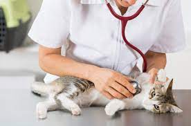 Atemwegsprobleme Bei Katzen Katzengesundheit Pflege Zooplus Ch
