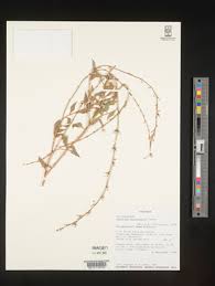 Image result for Oxygonum delagoense