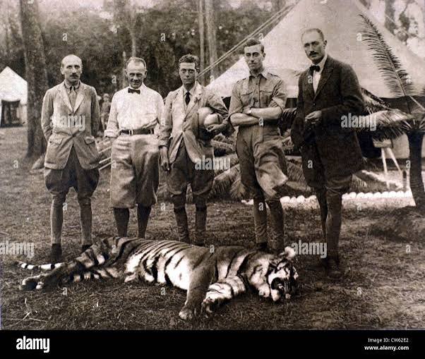 Prince of Wales hunting tiger in Nepal, in 1922 Stock Photo - Alamy