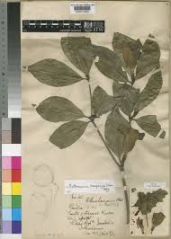 Image result for Rothmannia manganjae