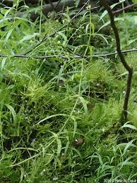 Image result for Periploca linearifolia